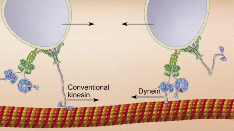 Плотное образование внутри клетки. Кинезин и динеин. Белок кинезин. Кинезин шагающий белок. Везикулы и кинезин.